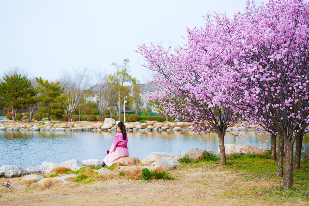 绝美！速来打卡港区“花花世界”