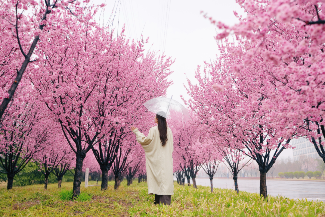 绝美！速来打卡港区“花花世界”