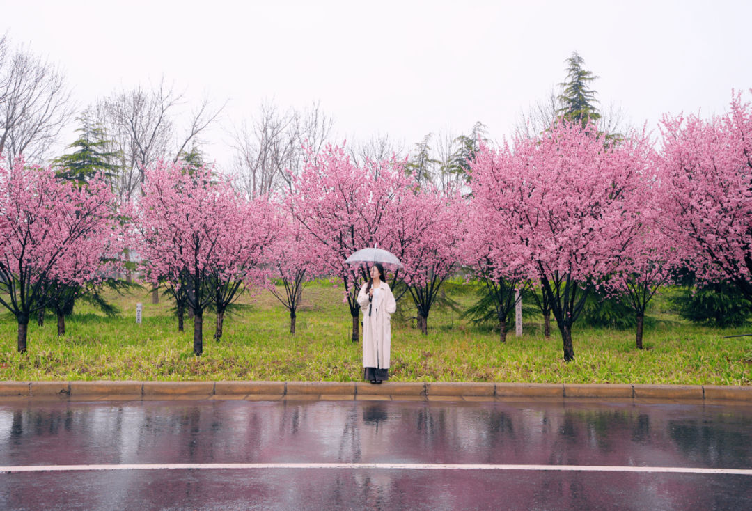 绝美！速来打卡港区“花花世界”
