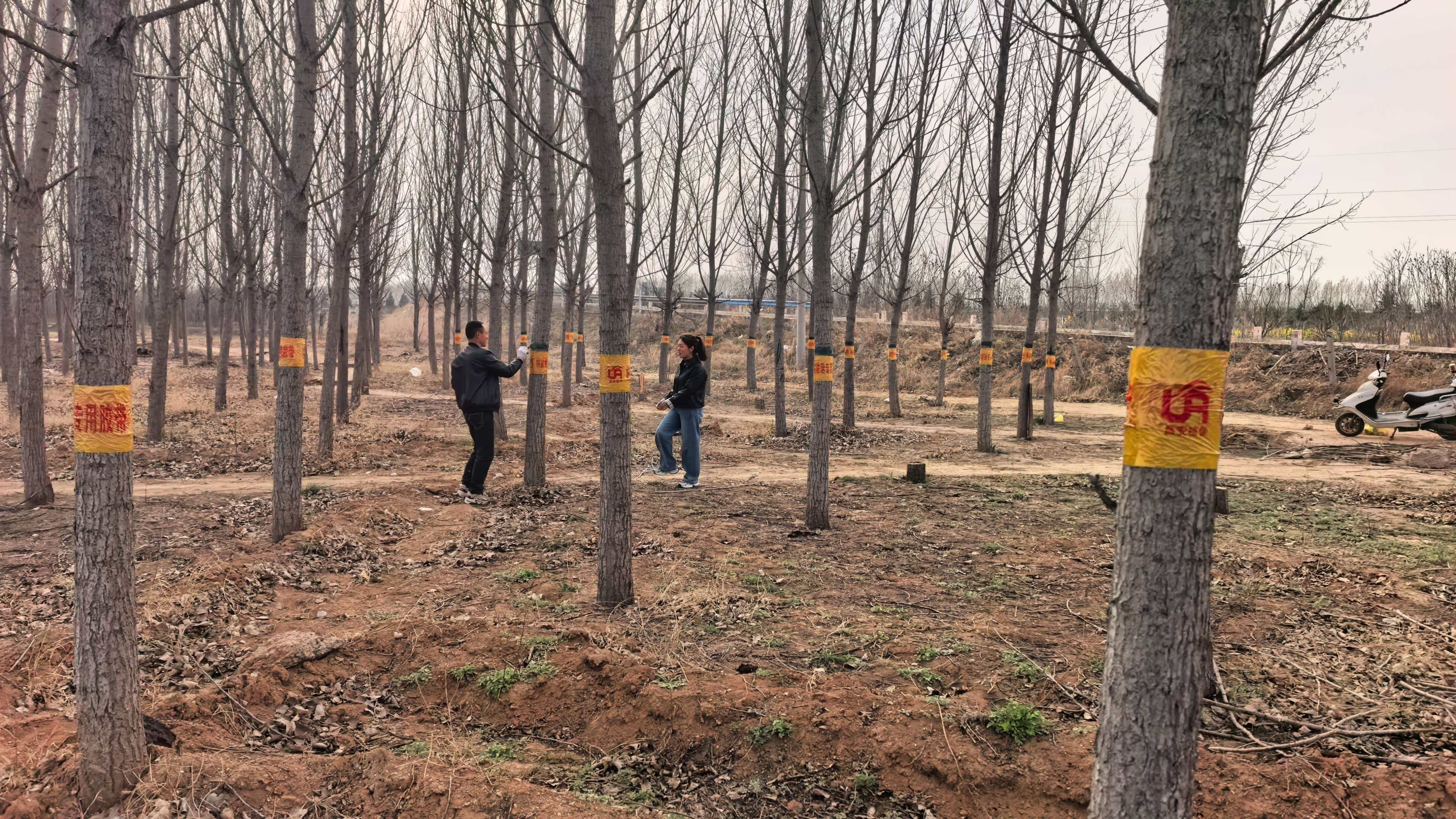 文峰区自然资源局 多措并举遏制草履蚧虫情