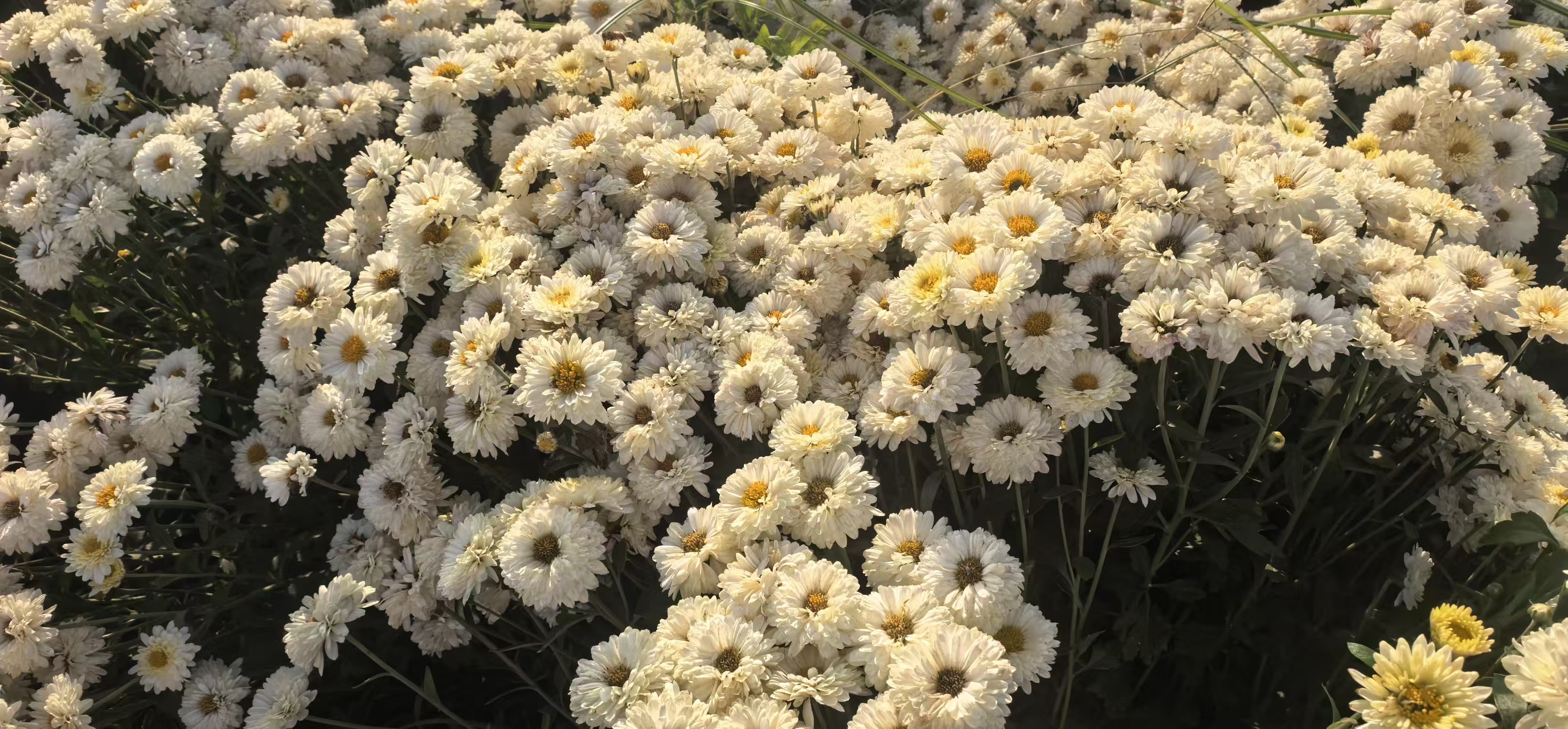 任固:秋日菊花开满田 特色产业助民富 任固:秋日菊花开满田 特色产业助民富