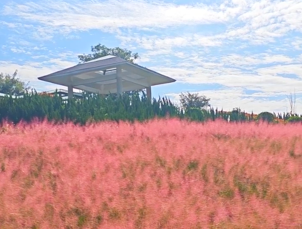 全粉了！湯陰秋日限定浪漫來襲