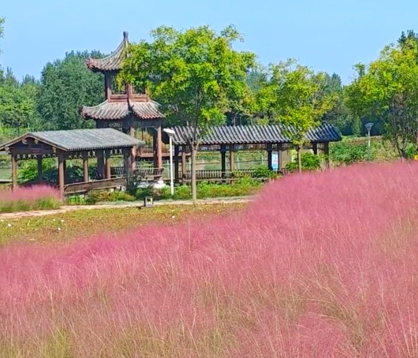 全粉了！湯陰秋日限定浪漫來襲