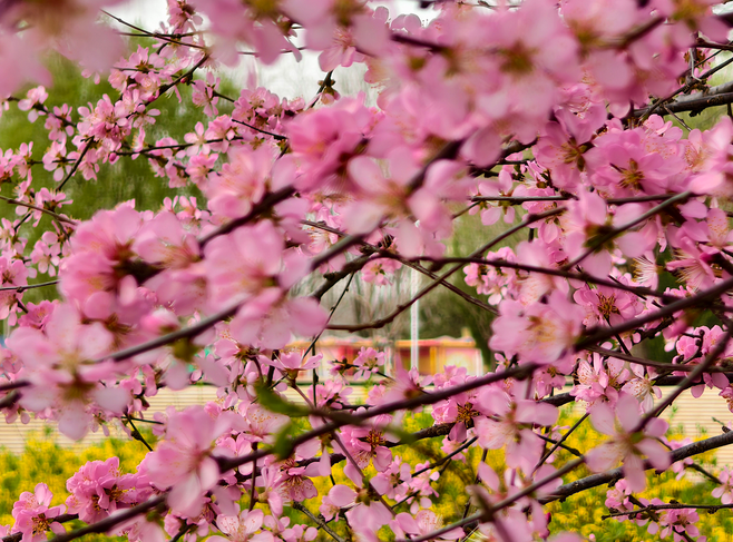 这个春天，总要去一趟汤阴！