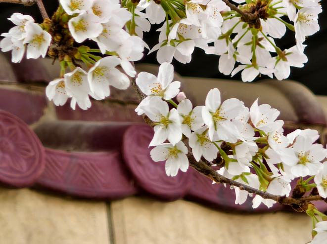 这个春天，总要去一趟汤阴！