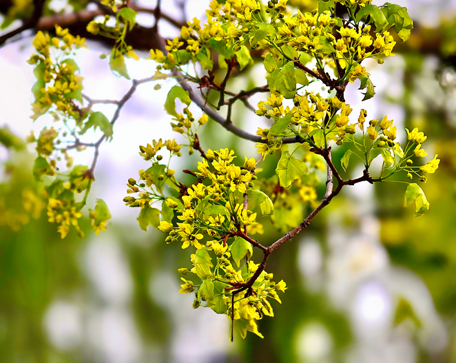 这个春天，总要去一趟汤阴！