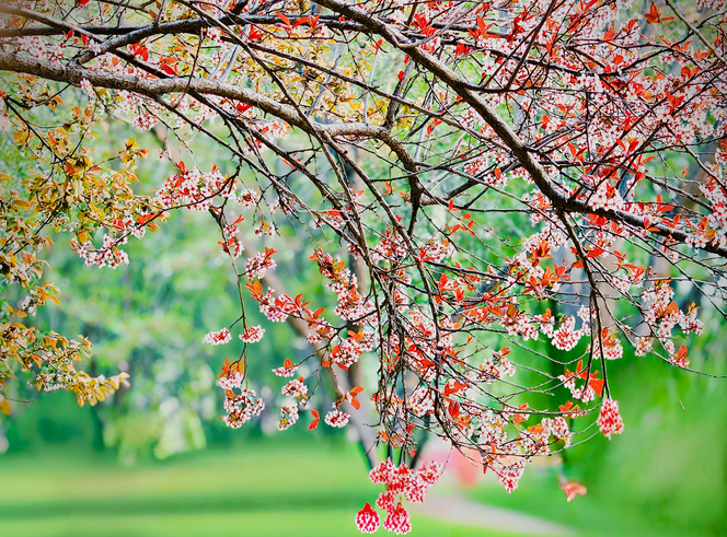 这个春天，总要去一趟汤阴！