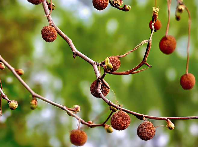 这个春天，总要去一趟汤阴！