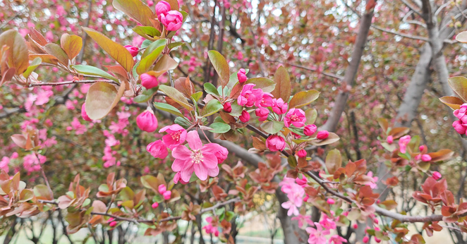 这个春天，总要去一趟汤阴！