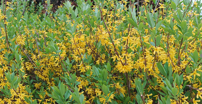 这个春天，总要去一趟汤阴！