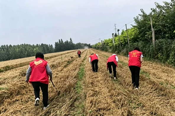 汤阴韩庄：麦浪翻金时 “志愿红” 护粮安