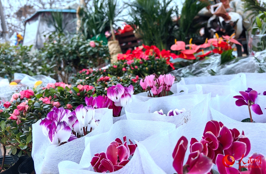 鲜花摊位上花开正艳。人民网记者 宋芳鑫摄
