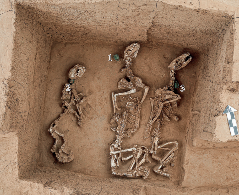 发现我国最早“野生动物园”！<br>安阳殷墟王陵区考古取得新进展