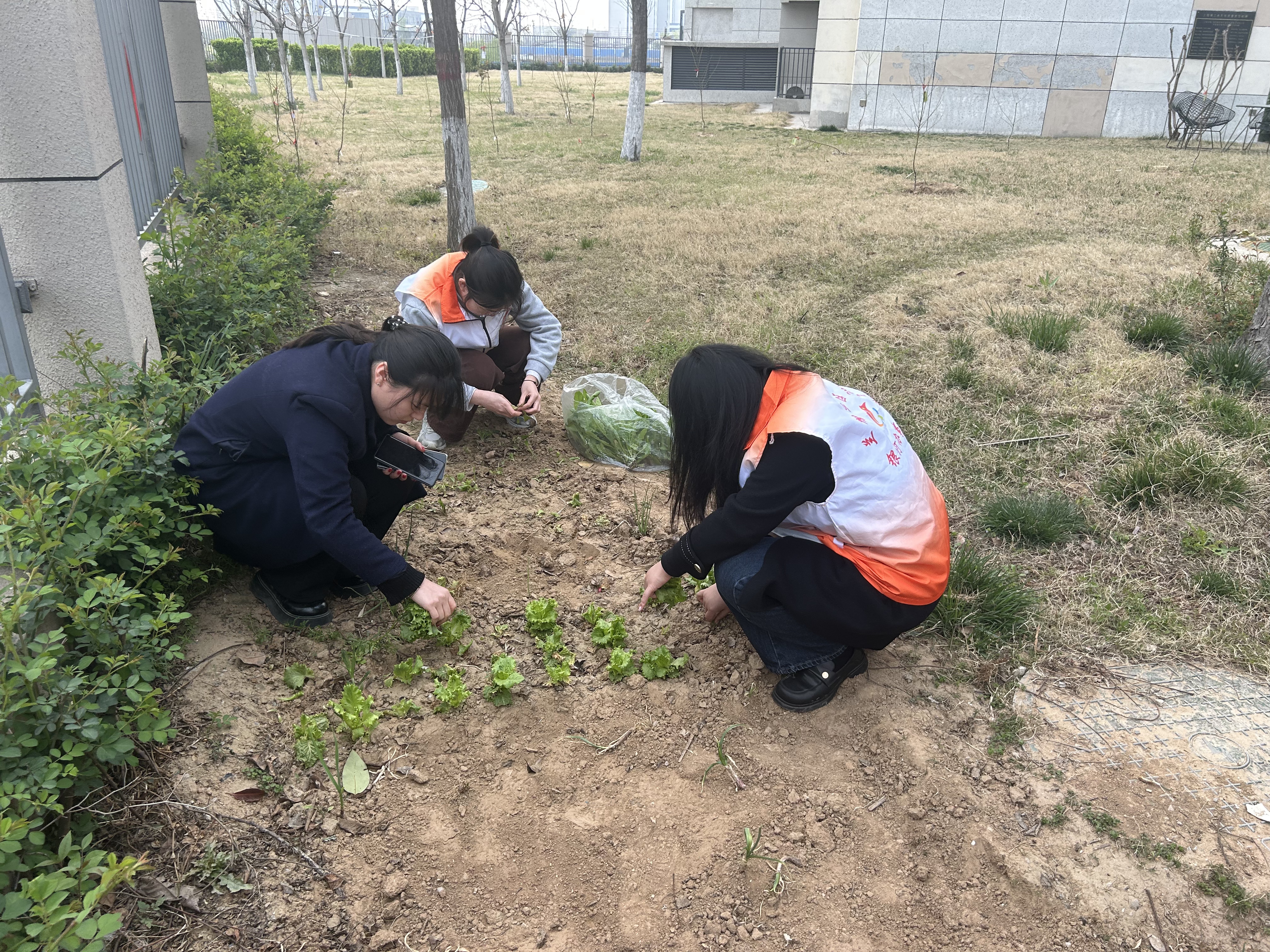 兰馨社区开展“社区小菜园”清理 以实干清陋习树新风 兰馨社区开展“社区小菜园”清理 以实干清陋习树新风