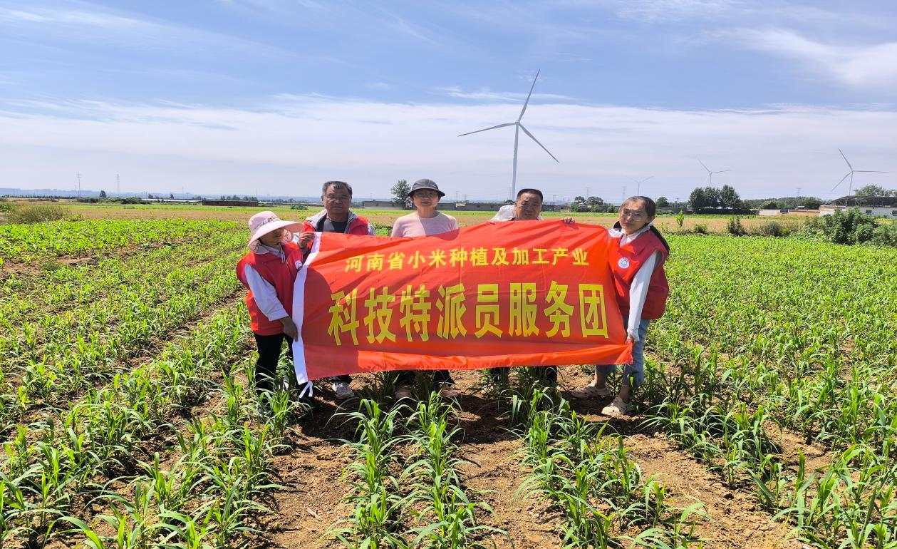 龙安区科技局扎实推进小米种植及加工产业提质增效