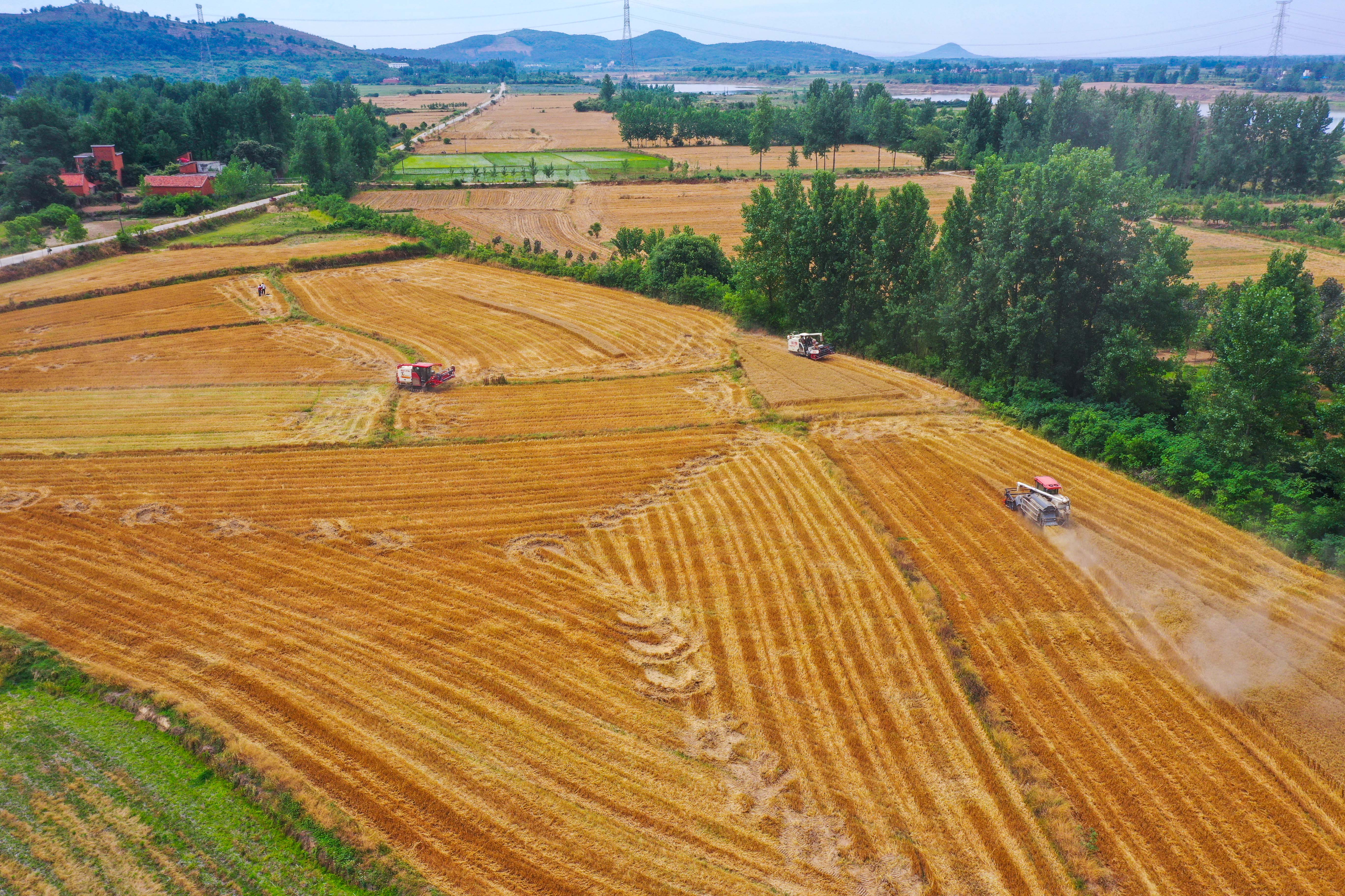 麦香浓"豫"丨河南光山:高清大图看夏收