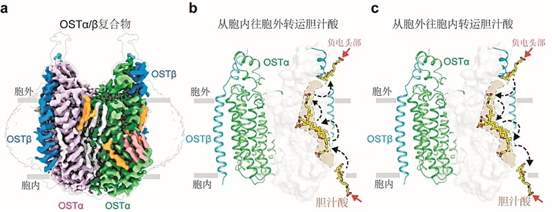 脂肪消化離不開“滑梯”轉(zhuǎn)運