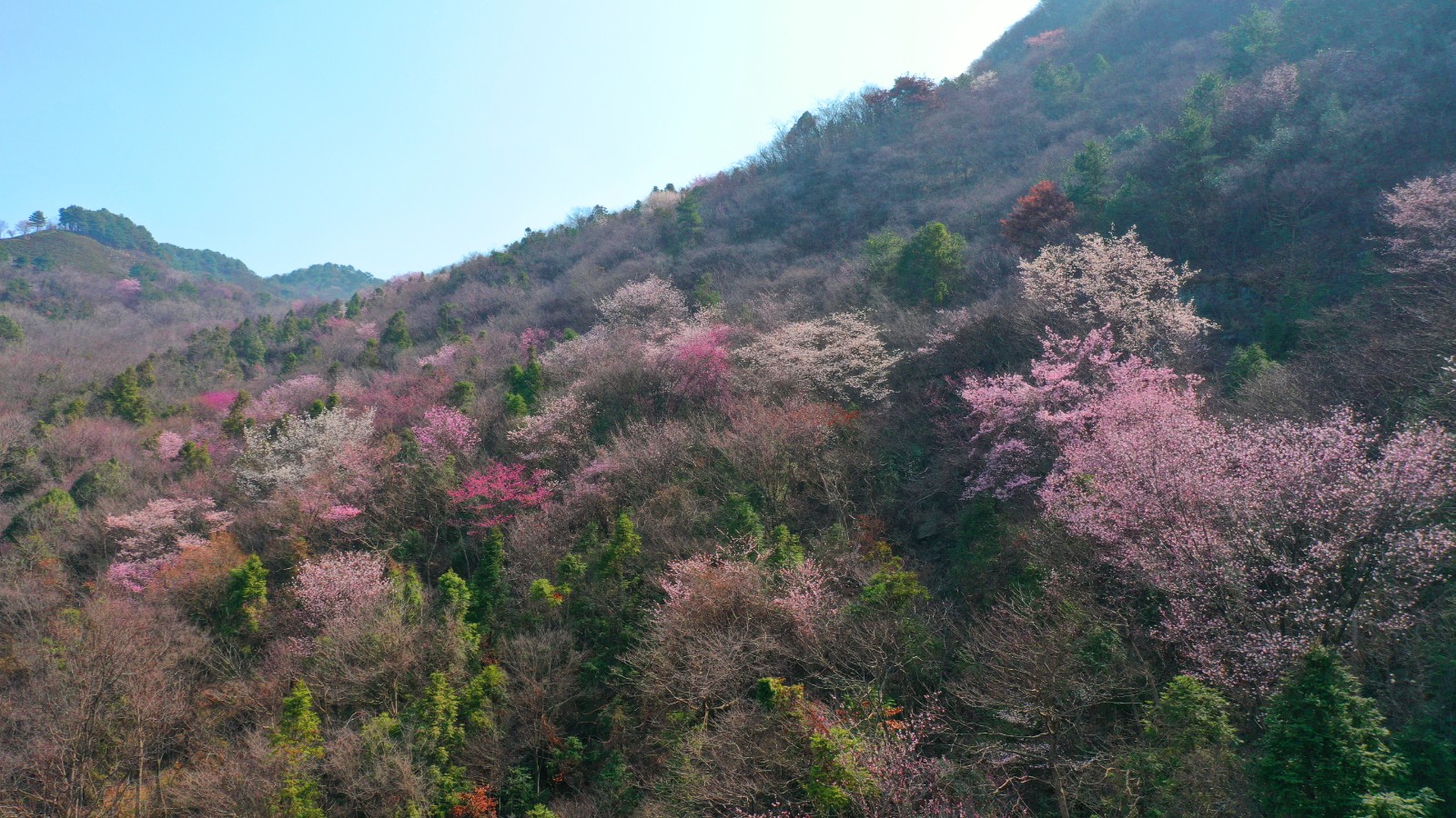 商城县：以花为媒 助力文旅融合发展