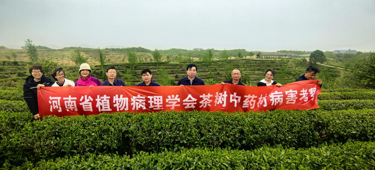 河南省植物病理學會組織專家開展茶樹中藥材病害考察及科技服務