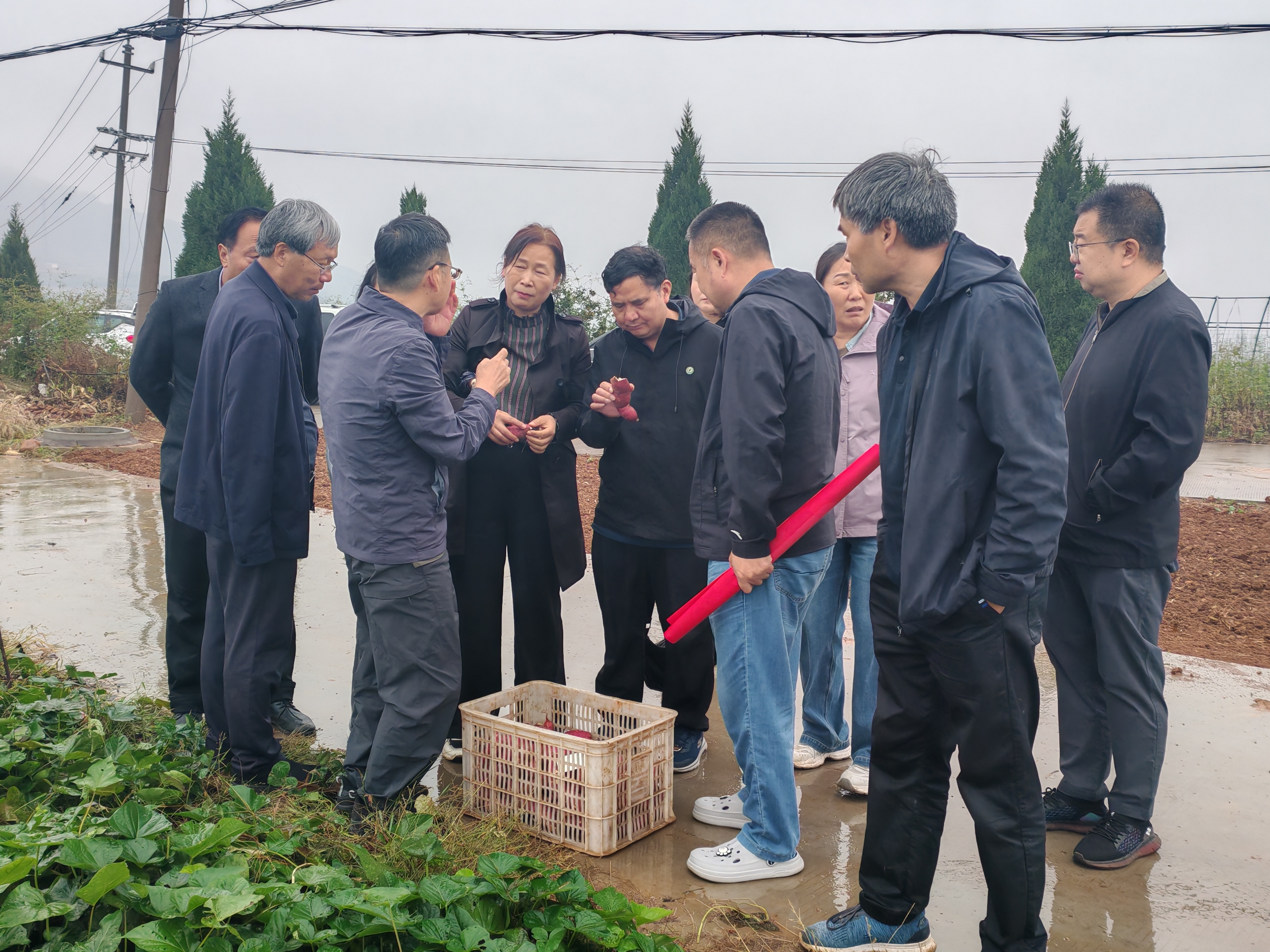 省植物病理学会组织开展甘薯病虫害全程绿色防控示范基地测产验收