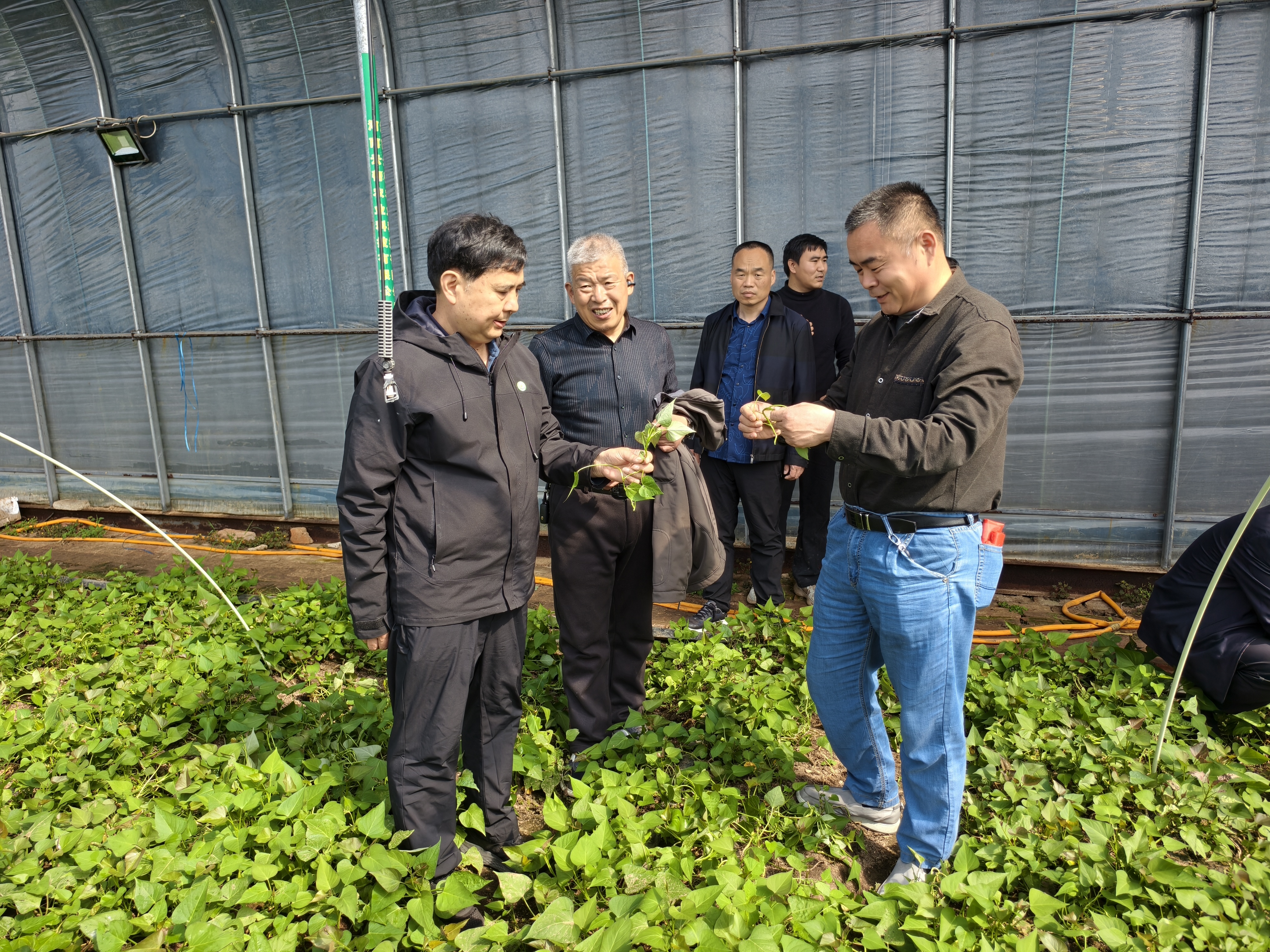省植物病理学会组织专家赴信阳开展甘薯草莓脱毒快繁及果树病害防治科技服务