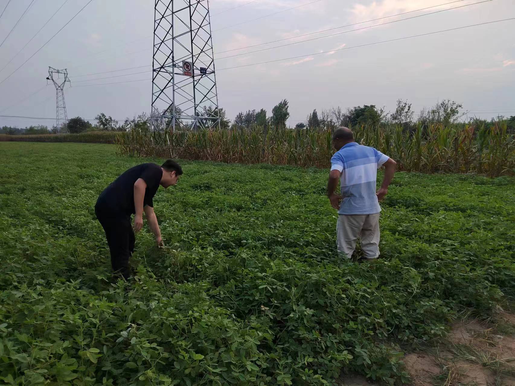 江东老师作为乡村振兴科技特派员指导农户花生种植管护工作